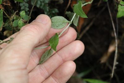 Ozothamnus bidwillii, photographed by Greg Tasney
