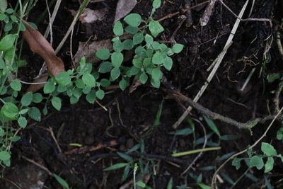 Ozothamnus bidwillii, photographed by Greg Tasney