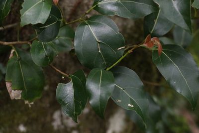 Cryptocarya foveolata, photographed by Greg Tasney