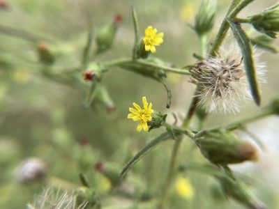 Dittrichia graveolens, photographed by Daniel Das