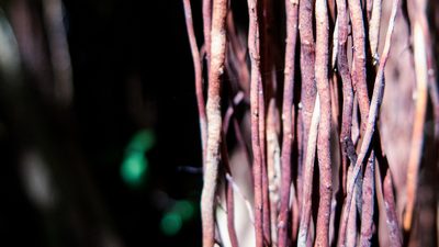 Ficus cyclophylla, photographed by João D'Andretta