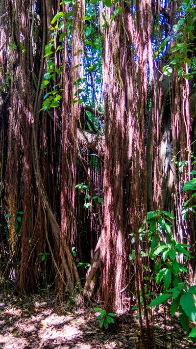 Ficus cyclophylla, photographed by João D'Andretta
