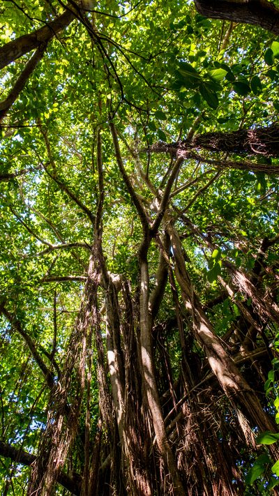 Ficus cyclophylla, photographed by João D'Andretta