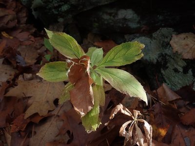 Oclemena acuminata, photographed by Lynn Harper