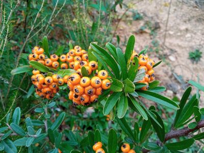 Pyracantha angustifolia, photographed by Josep Gesti