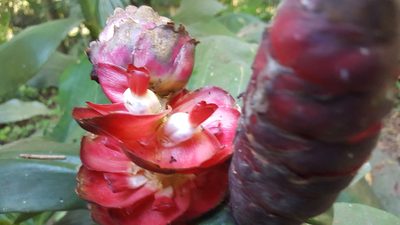 Costus spiralis, photographed by alessandradalia