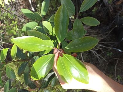 Pittosporum umbellatum, photographed by Oscar Dove