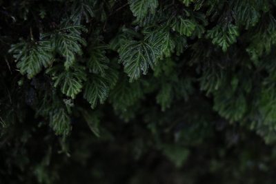 Hypopterygium tamarisci, photographed by Greg Tasney