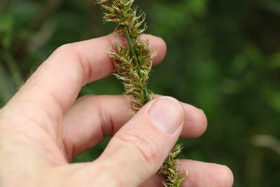 Carex declinata, photographed by Greg Tasney