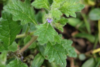 Ajuga sinuata, photographed by Greg Tasney
