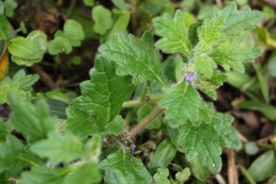 Ajuga sinuata, photographed by Greg Tasney