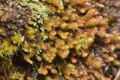 Scapania americana, photographed by Braden J. Judson