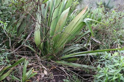 Doryanthes palmeri, photographed by Greg Tasney