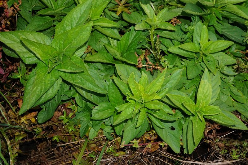Scrophularia oblongifolia, photographed by Patrick Hacker