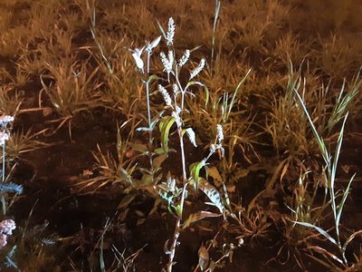 Persicaria lapathifolia, photographed by Ivan Celikov