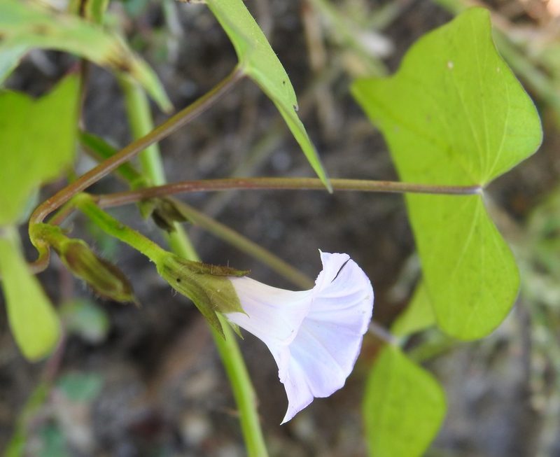 Ipomoea lacunosa, photographed by saltyhiker