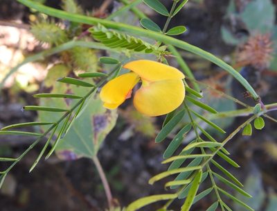 Sesbania herbacea, photographed by saltyhiker
