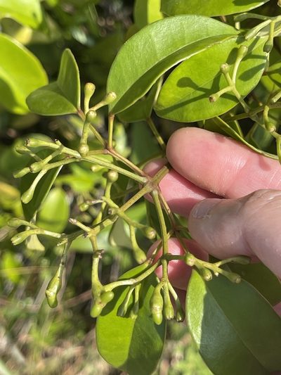 Jasminum lanceolarium, photographed by Yj