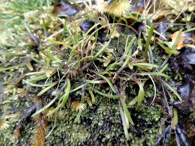 Abrotanella linearis, photographed by John Barkla