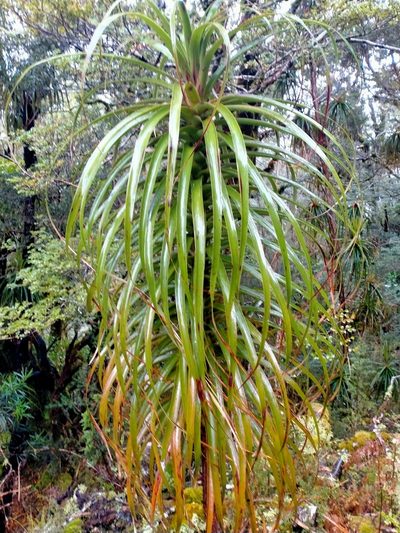 Dracophyllum elegantissimum, photographed by John Barkla