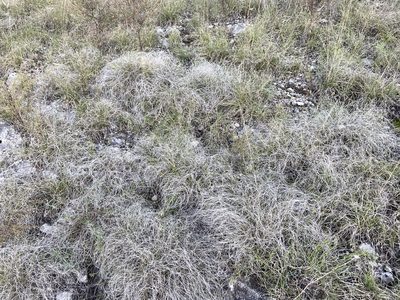 Muhlenbergia reverchonii, photographed by Reid Hardin