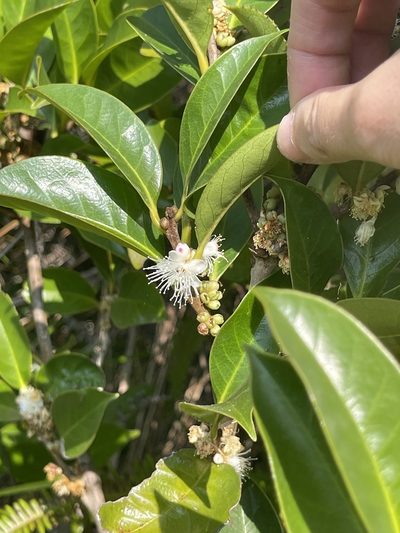 Symplocos glomerata, photographed by Yj