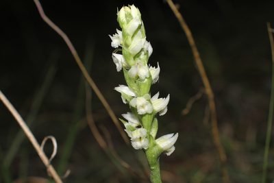 Spiranthes magnicamporum, photographed by Reid Hardin