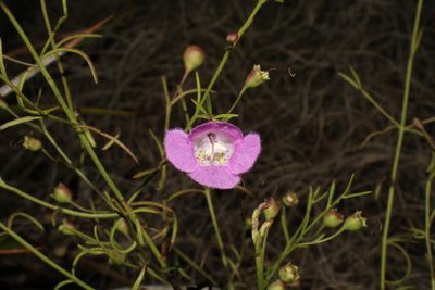 Agalinis edwardsiana, photographed by Reid Hardin