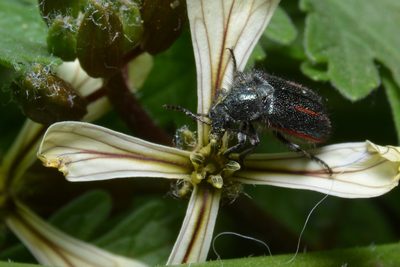 Eruca vesicaria, photographed by Tomás Carranza Perales