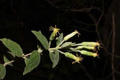 Brickellia cylindracea, photographed by Reid Hardin
