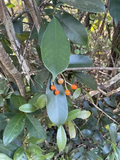 Staphylea arguta, photographed by Yj