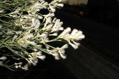 Baccharis neglecta, photographed by Reid Hardin