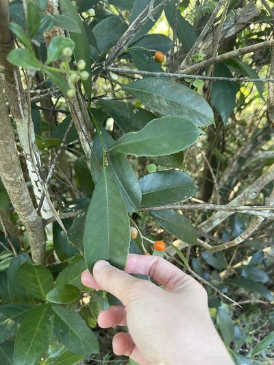 Staphylea arguta, photographed by Yj