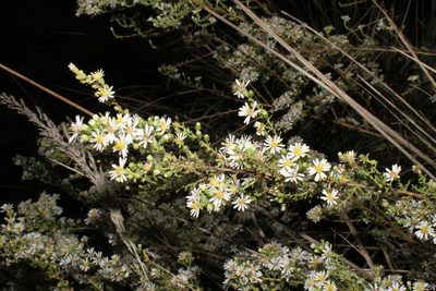 Symphyotrichum ericoides, photographed by Reid Hardin