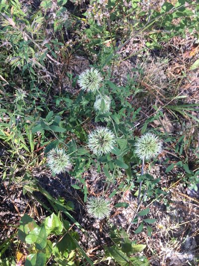 Pycnanthemum flexuosum, photographed by Becky Dill