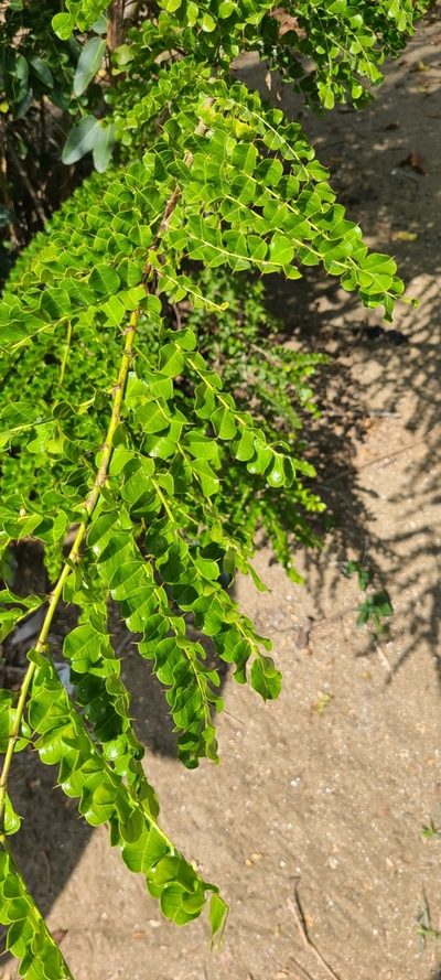 Pictetia aculeata, photographed by ritirene