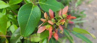 Stigmaphyllon emarginatum, photographed by ritirene