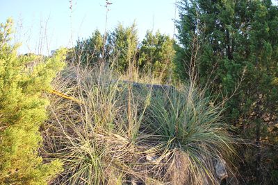 Nolina lindheimeriana, photographed by Reid Hardin