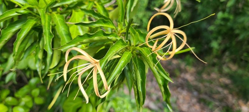 Exostema caribaeum, photographed by ritirene