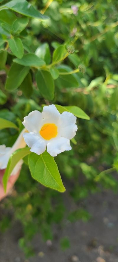 Amphilophium lactiflorum, photographed by ritirene