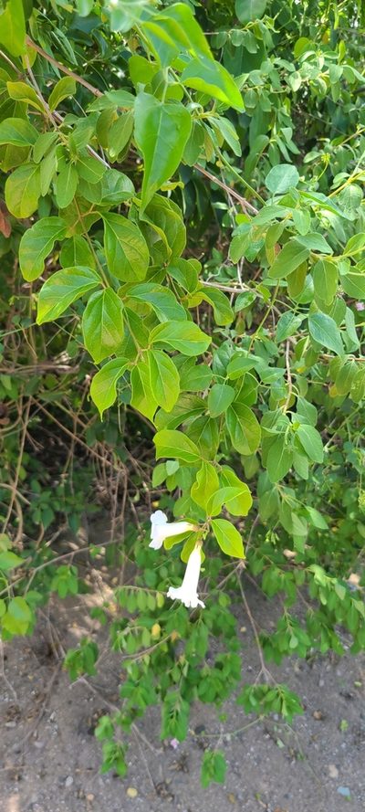 Amphilophium lactiflorum, photographed by ritirene