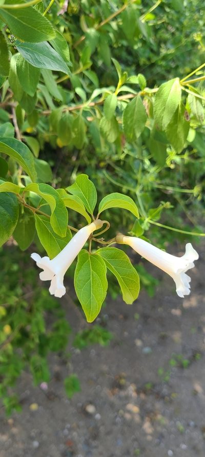 Amphilophium lactiflorum, photographed by ritirene