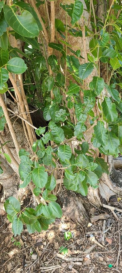 Pisonia subcordata, photographed by ritirene
