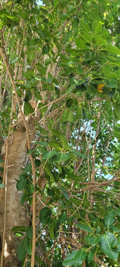 Pisonia subcordata, photographed by ritirene