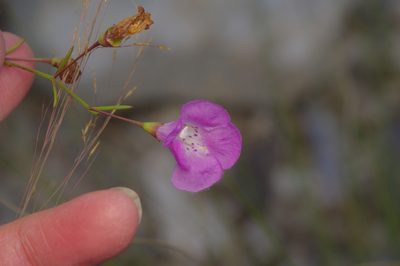 Agalinis edwardsiana, photographed by Michelle W. （鍾偉瑋）