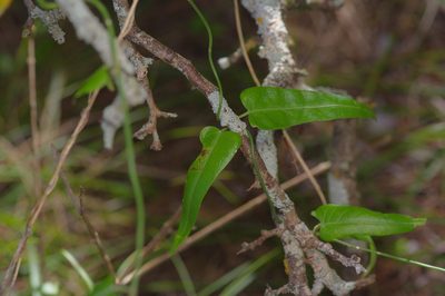 Funastrum crispum, photographed by Michelle W. （鍾偉瑋）