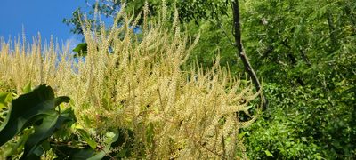 Anredera vesicaria, photographed by ritirene
