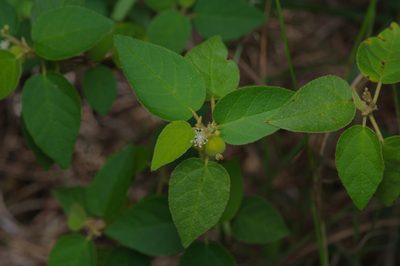 Croton fruticulosus, photographed by Michelle W. （鍾偉瑋）