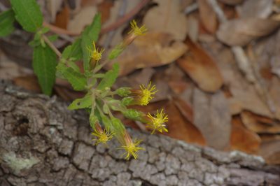 Brickellia cylindracea, photographed by Michelle W. （鍾偉瑋）