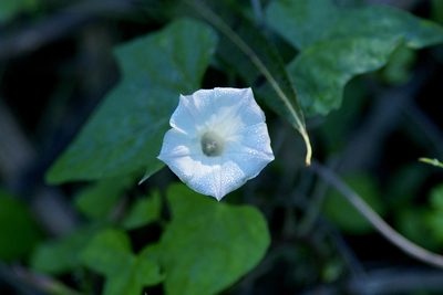 Ipomoea lacunosa, photographed by Michelle W. （鍾偉瑋）